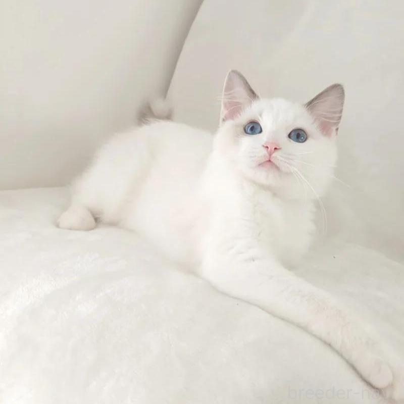 販売中の愛知県のラグドール-133621の4枚目