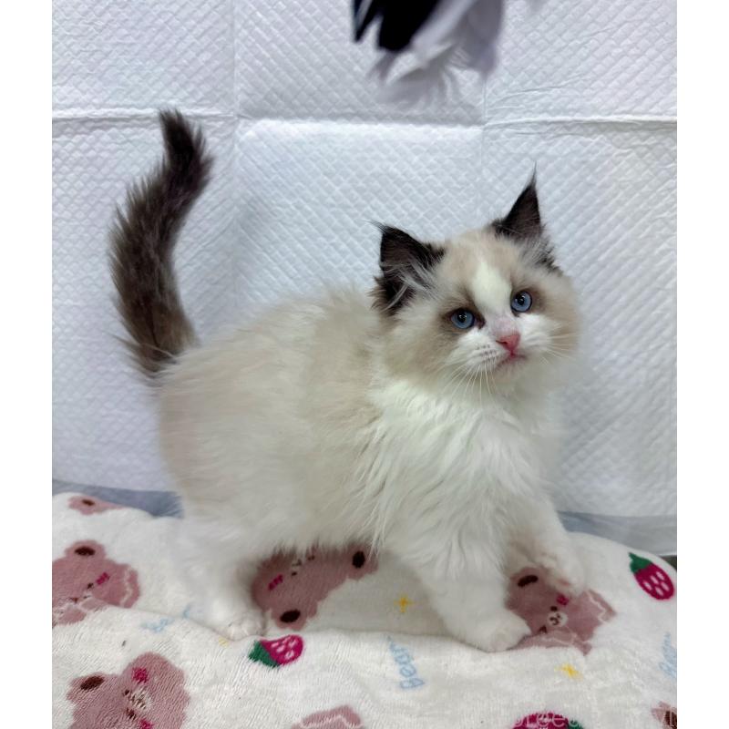 販売中の静岡県のラグドール-133622の2枚目