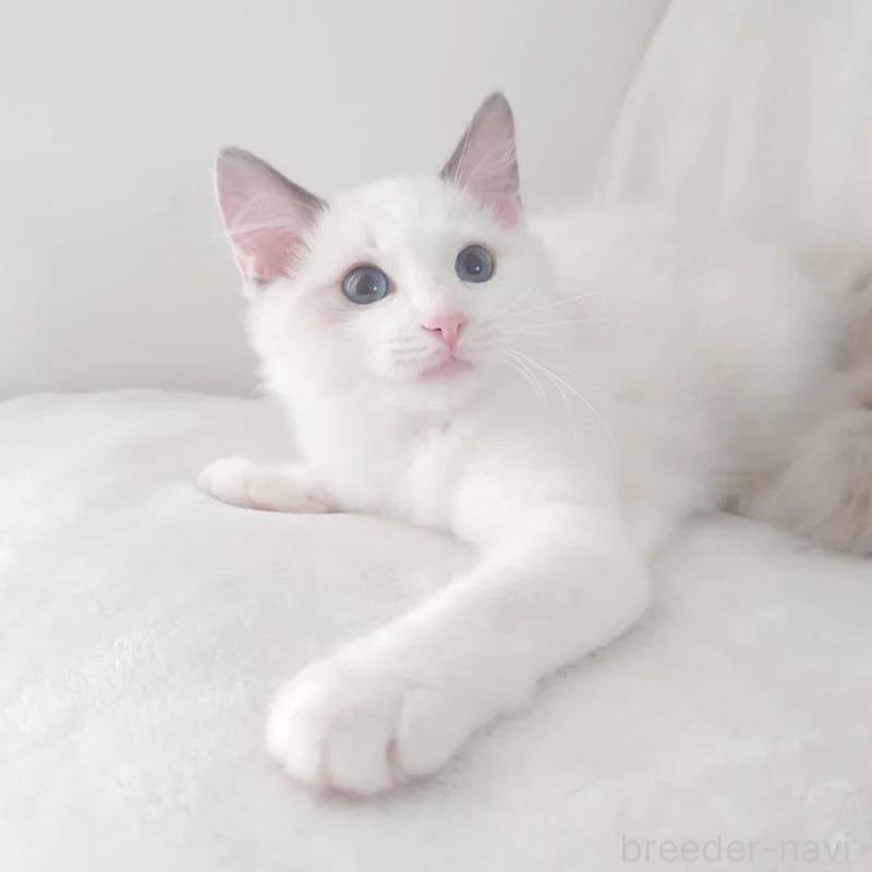 販売中の愛知県のラグドール-133621の3枚目