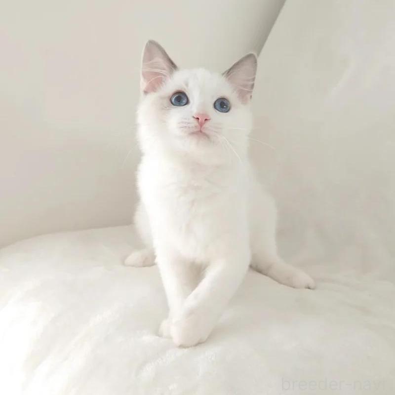 販売中の愛知県のラグドール-133621の2枚目