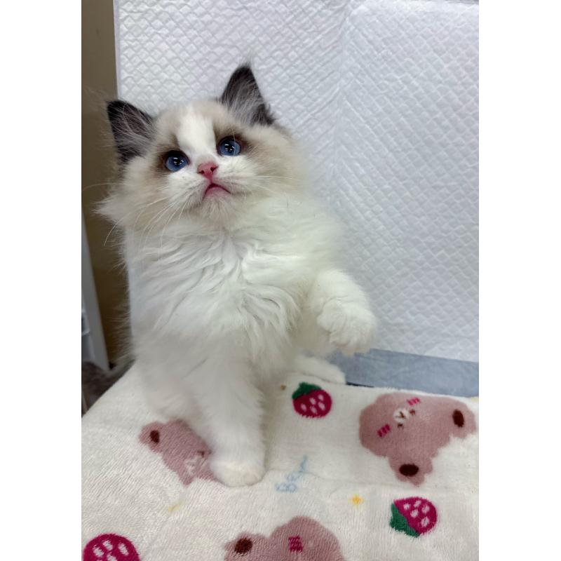 販売中の静岡県のラグドール-133624の5枚目