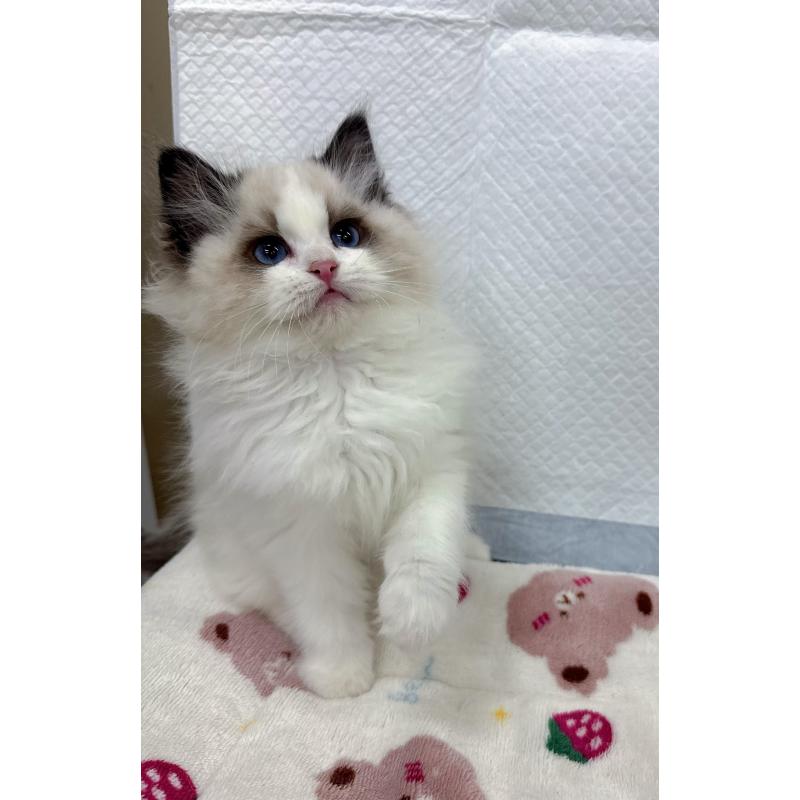 販売中の静岡県のラグドール-133624の4枚目