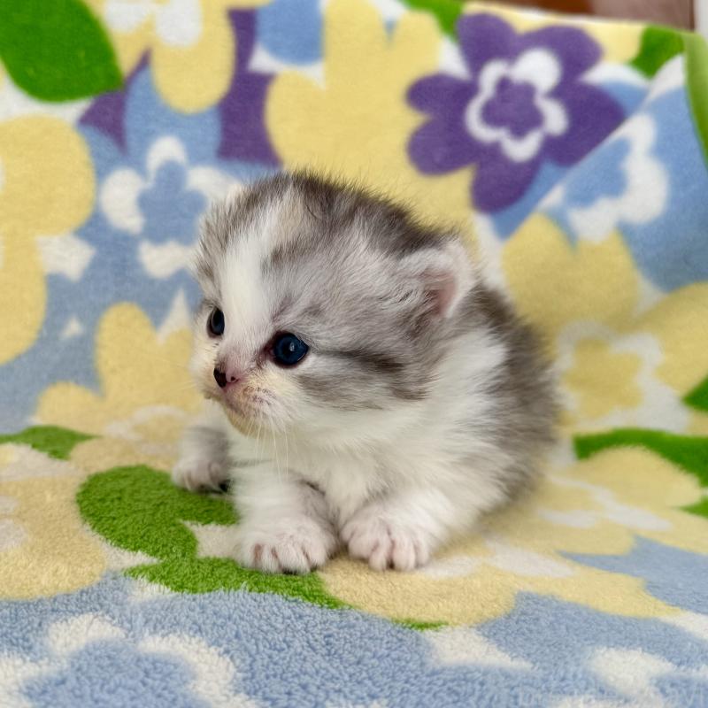 販売中の神奈川県のマンチカン-133625の10枚目