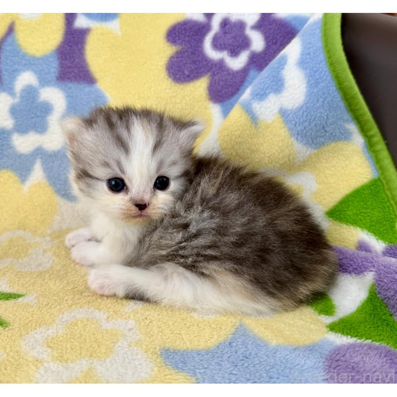 販売中の神奈川県のマンチカン-133625の9枚目