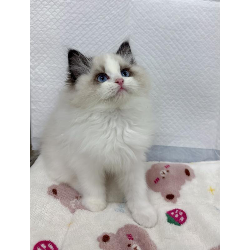 販売中の静岡県のラグドール-133624の3枚目