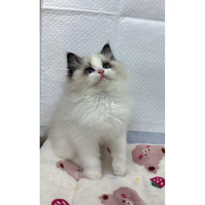 販売中の静岡県のラグドール-133624の2枚目