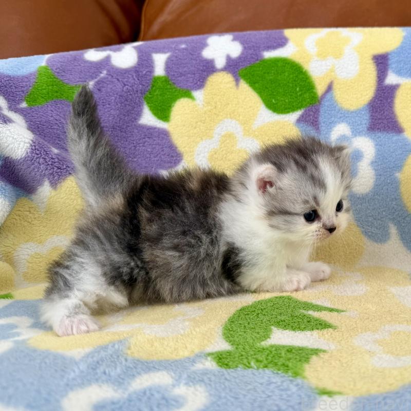 販売中の神奈川県のマンチカン-133625の8枚目