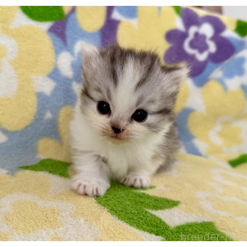 販売中の神奈川県のマンチカン-133625の7枚目