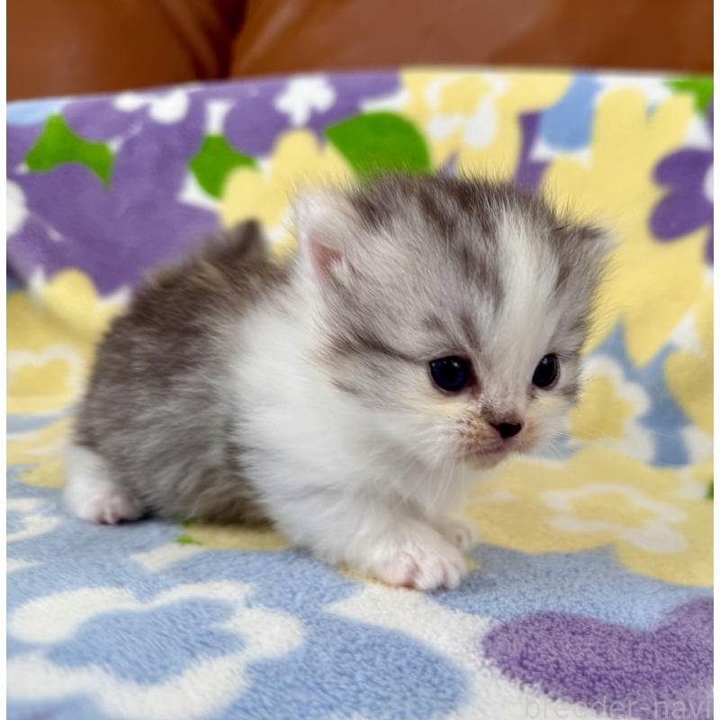 販売中の神奈川県のマンチカン-133625の6枚目