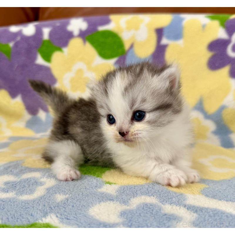 販売中の神奈川県のマンチカン-133625の5枚目