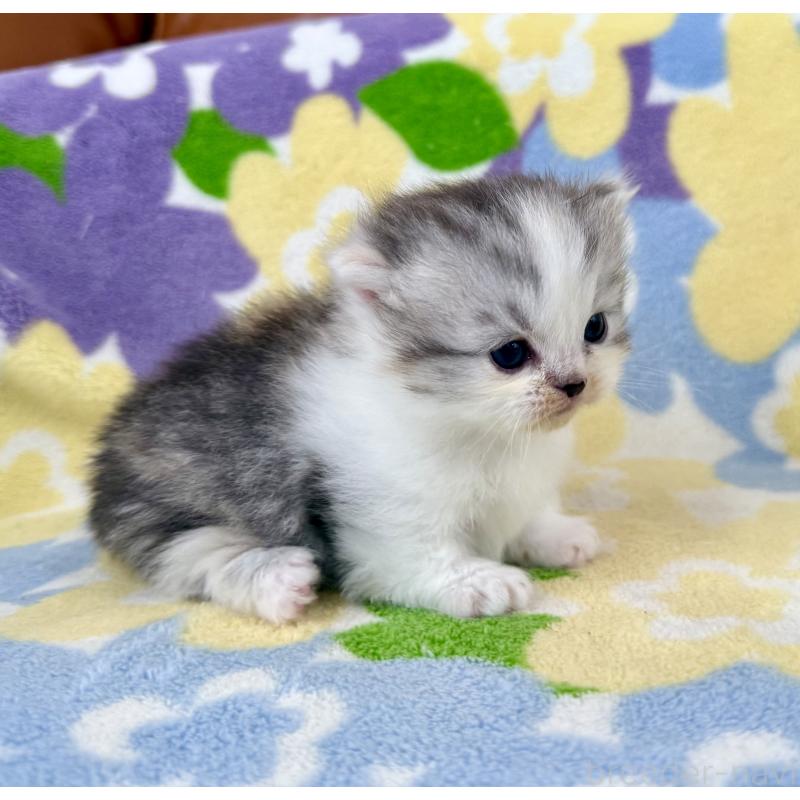 販売中の神奈川県のマンチカン-133625の4枚目