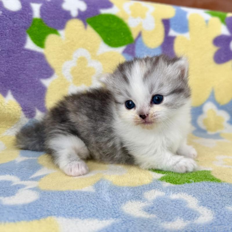 販売中の神奈川県のマンチカン-133625の3枚目