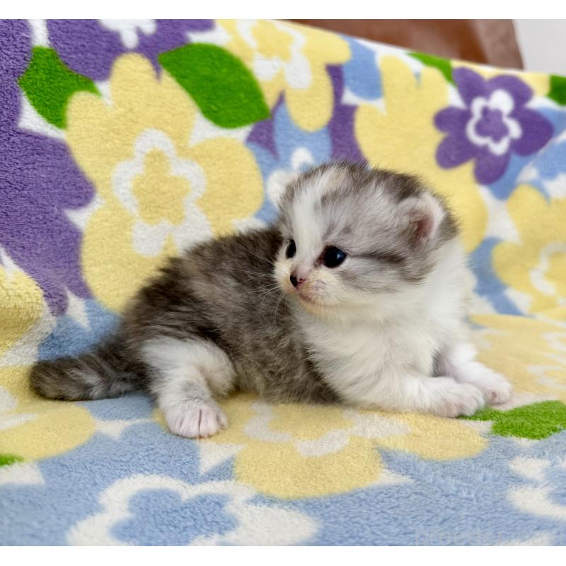 販売中の神奈川県のマンチカン-133625の2枚目