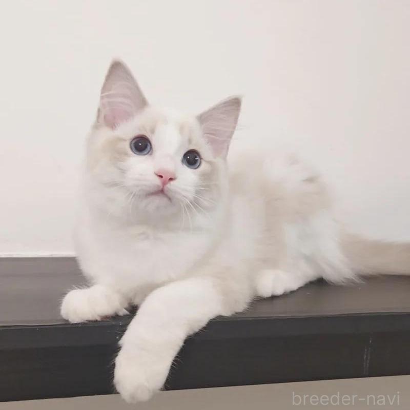 販売中の愛知県のラグドール-133626の3枚目