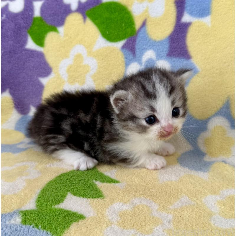 販売中の神奈川県のマンチカン-133627の10枚目