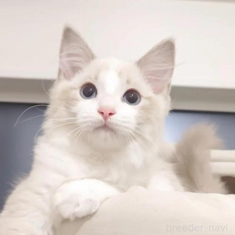 販売中の愛知県のラグドール-133626の2枚目