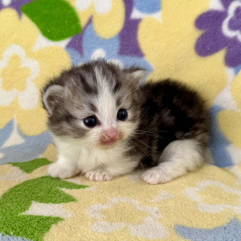 販売中の神奈川県のマンチカン-133627の9枚目