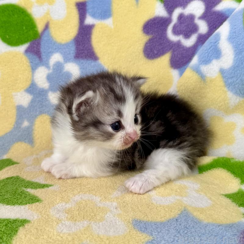 販売中の神奈川県のマンチカン-133627の8枚目