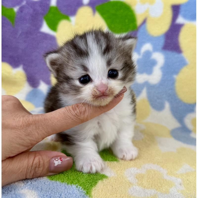 販売中の神奈川県のマンチカン-133627の7枚目
