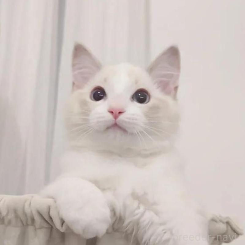 販売中の愛知県のラグドール-133626