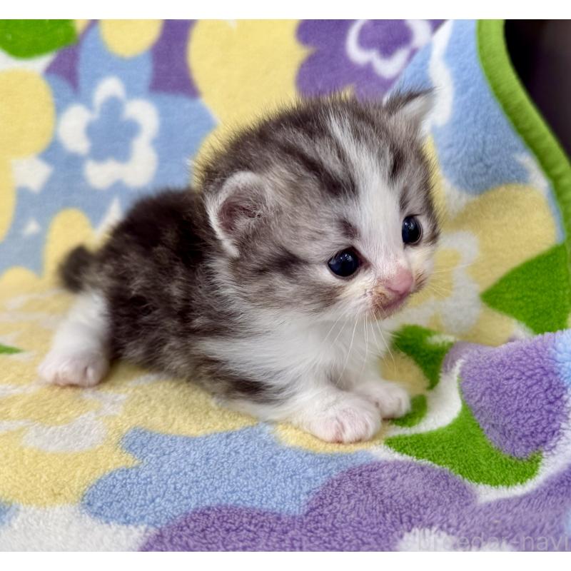 販売中の神奈川県のマンチカン-133627の6枚目