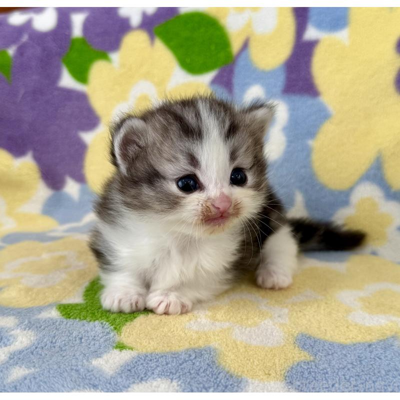 販売中の神奈川県のマンチカン-133627の5枚目