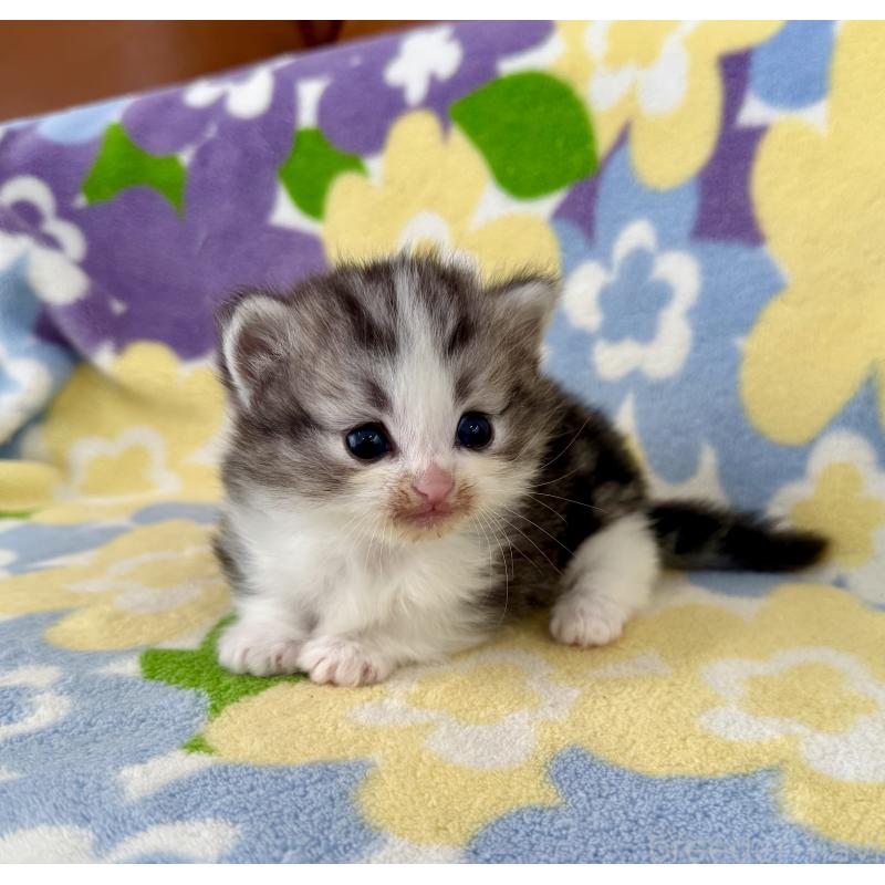 販売中の神奈川県のマンチカン-133627の4枚目