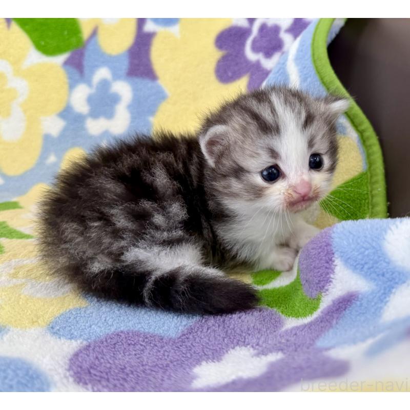 販売中の神奈川県のマンチカン-133627の3枚目