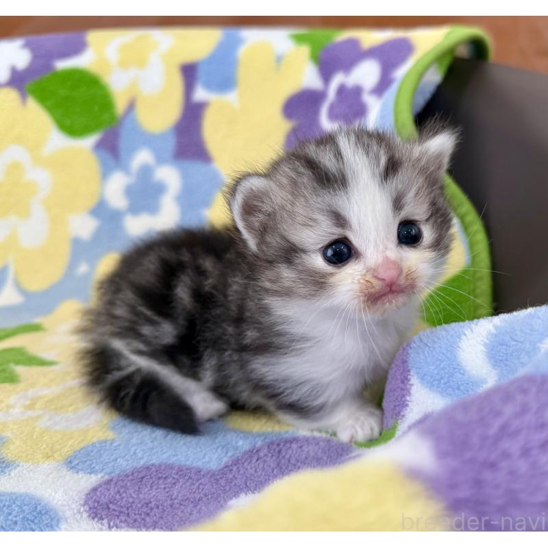 販売中の神奈川県のマンチカン-133627