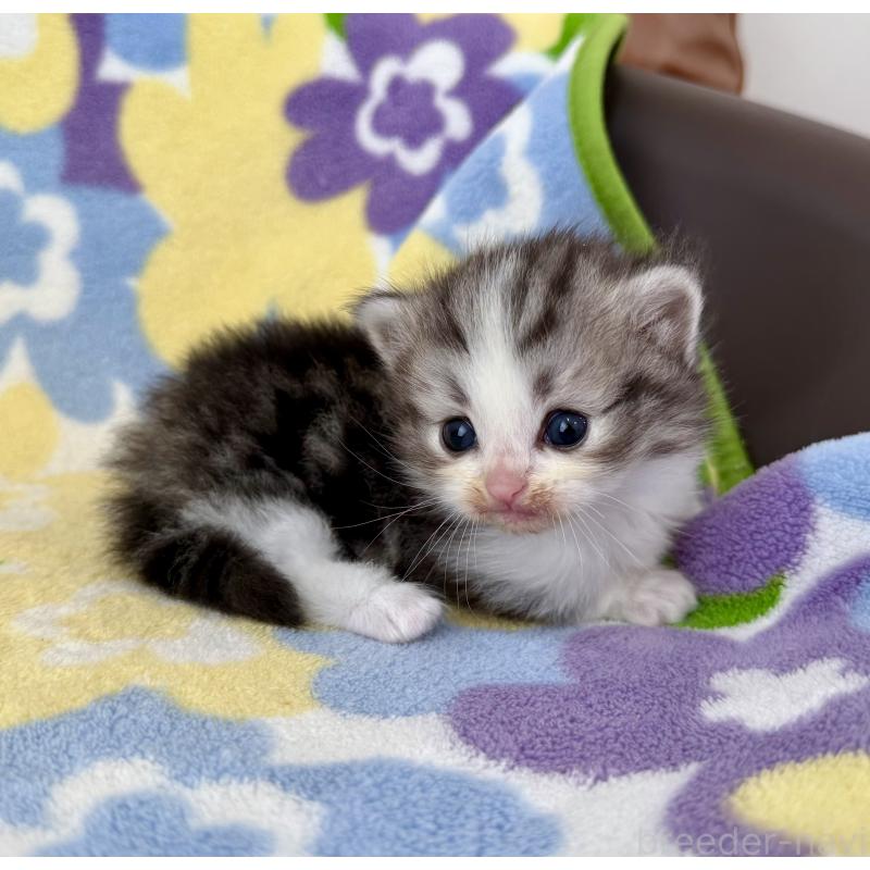 販売中の神奈川県のマンチカン-133627の2枚目