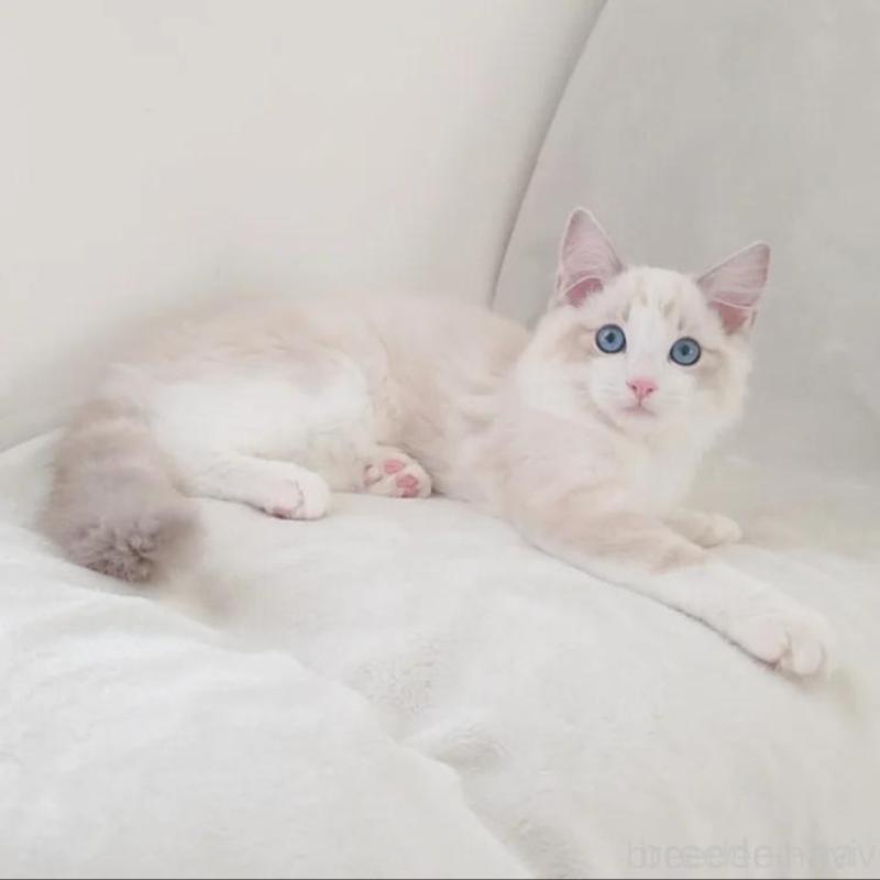 販売中の愛知県のラグドール-133629の6枚目