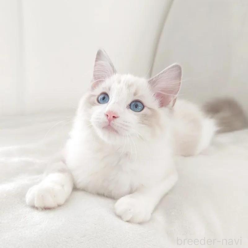 販売中の愛知県のラグドール-133629