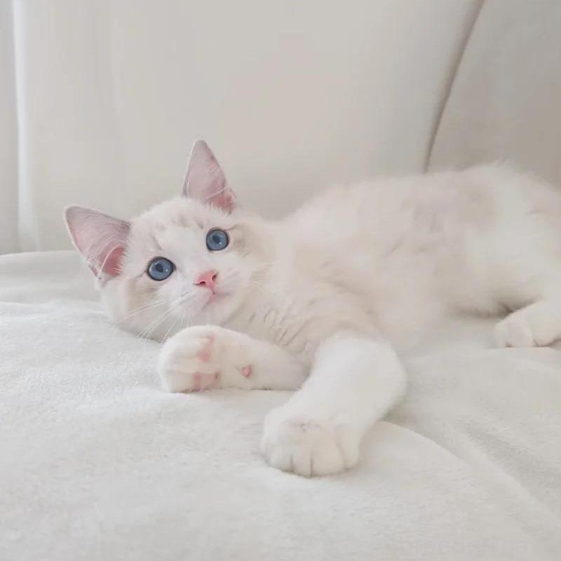 販売中の愛知県のラグドール-133629の5枚目