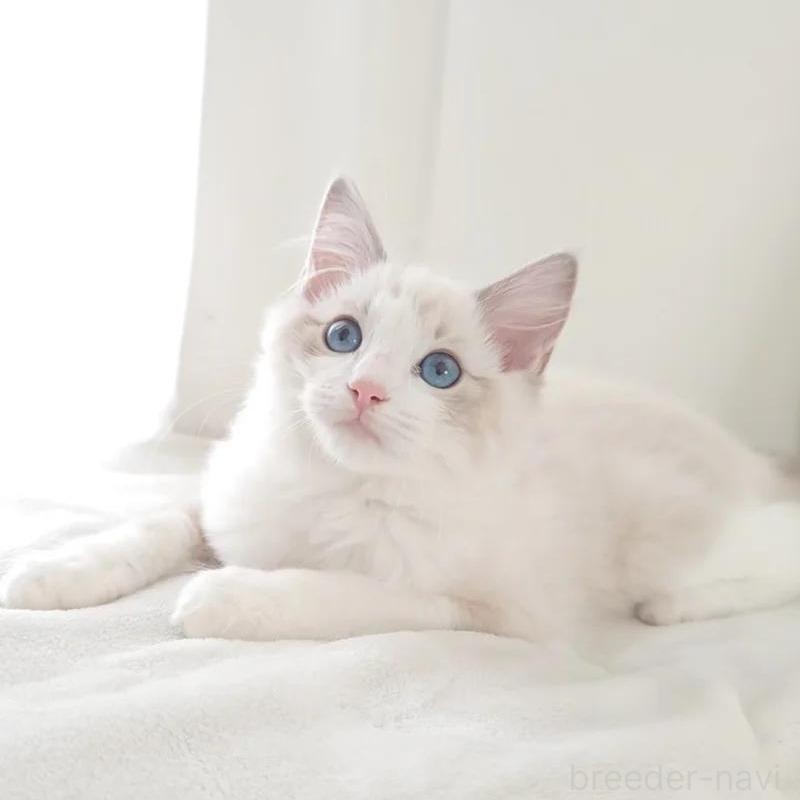 販売中の愛知県のラグドール-133629の4枚目