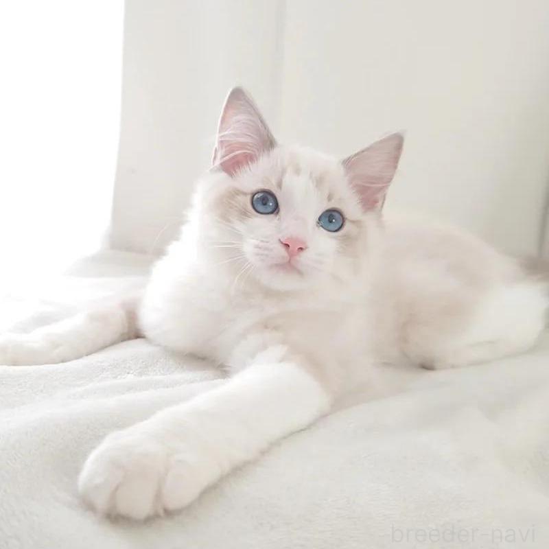 販売中の愛知県のラグドール-133629の3枚目