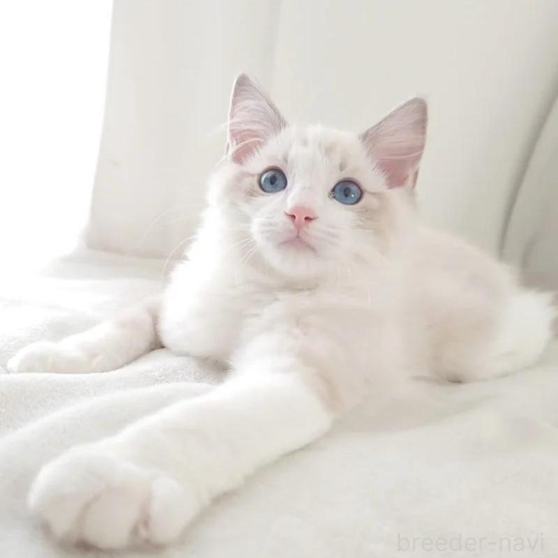 販売中の愛知県のラグドール-133629の2枚目