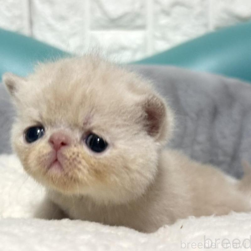 販売中の岐阜県のエキゾチックショートヘア-133630の7枚目