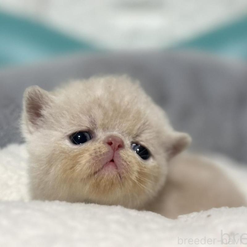 販売中の岐阜県のエキゾチックショートヘア-133630の6枚目