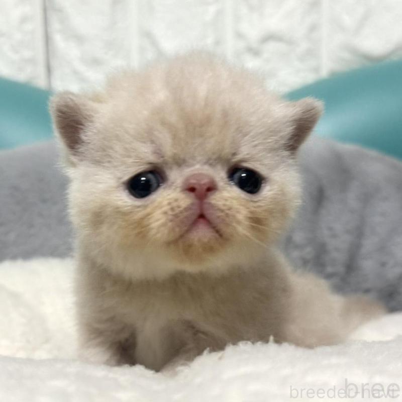 販売中の岐阜県のエキゾチックショートヘア-133630の5枚目