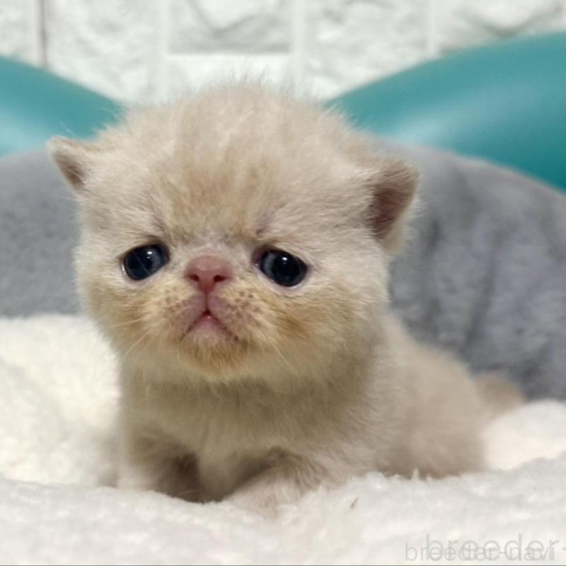 販売中の岐阜県のエキゾチックショートヘア-133630の4枚目