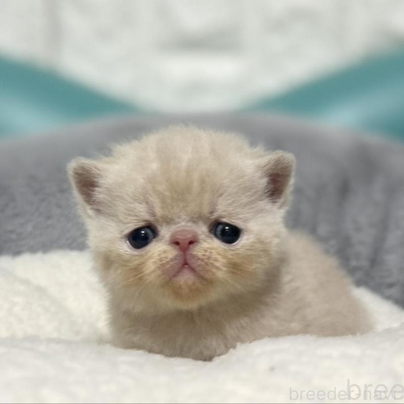 販売中の岐阜県のエキゾチックショートヘア-133630の3枚目