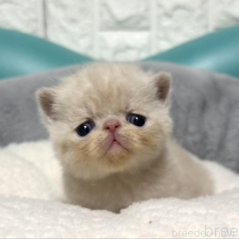 販売中の岐阜県のエキゾチックショートヘア-133630