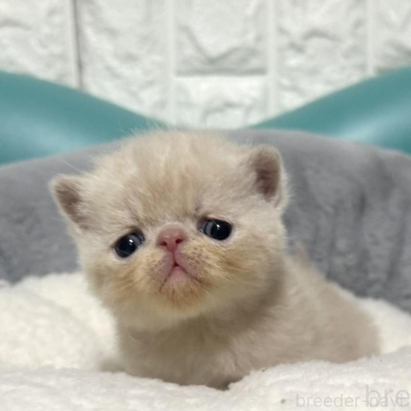 販売中の岐阜県のエキゾチックショートヘア-133630の2枚目