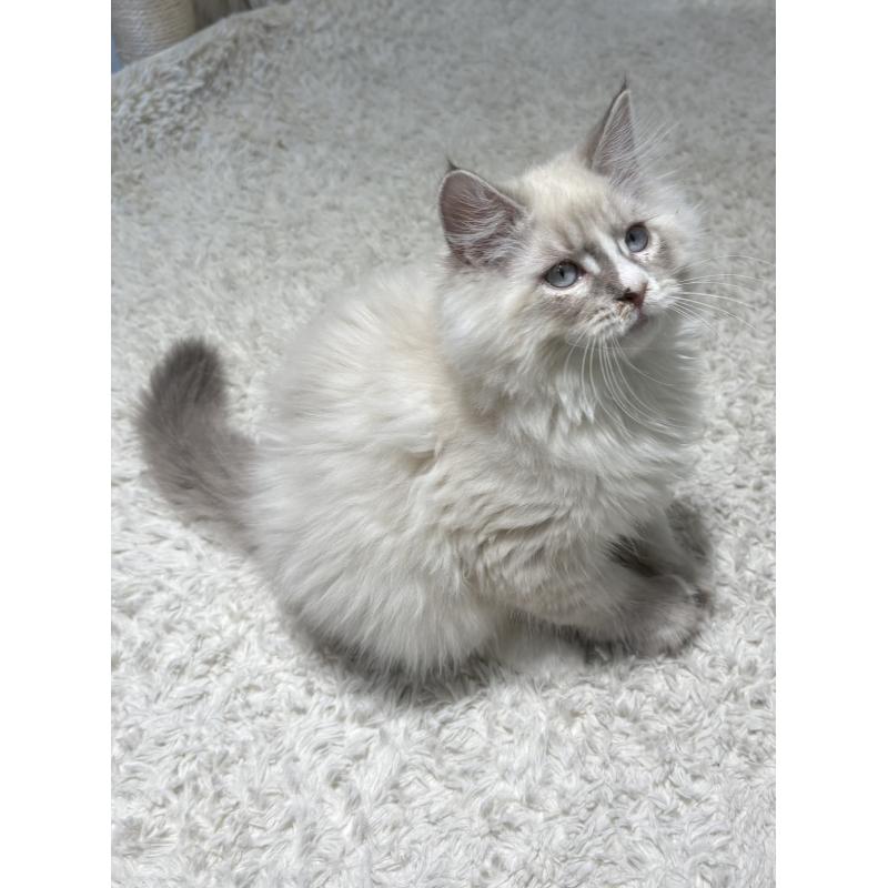 商談中の東京都のサイベリアン-131109の6枚目