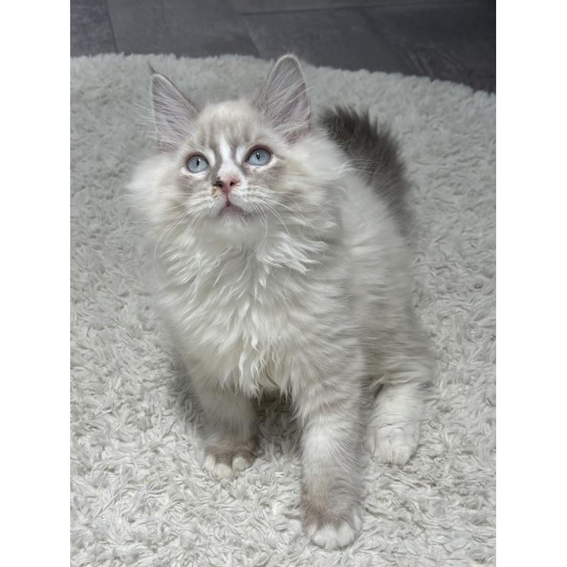 商談中の東京都のサイベリアン-131109の5枚目