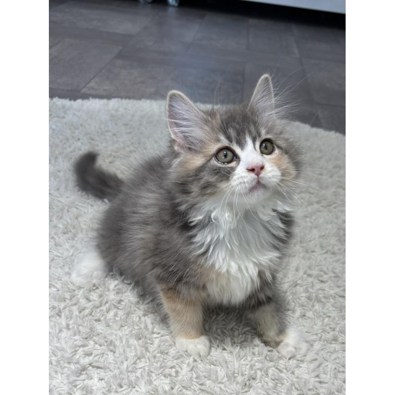 商談中の東京都のサイベリアン-131110の3枚目