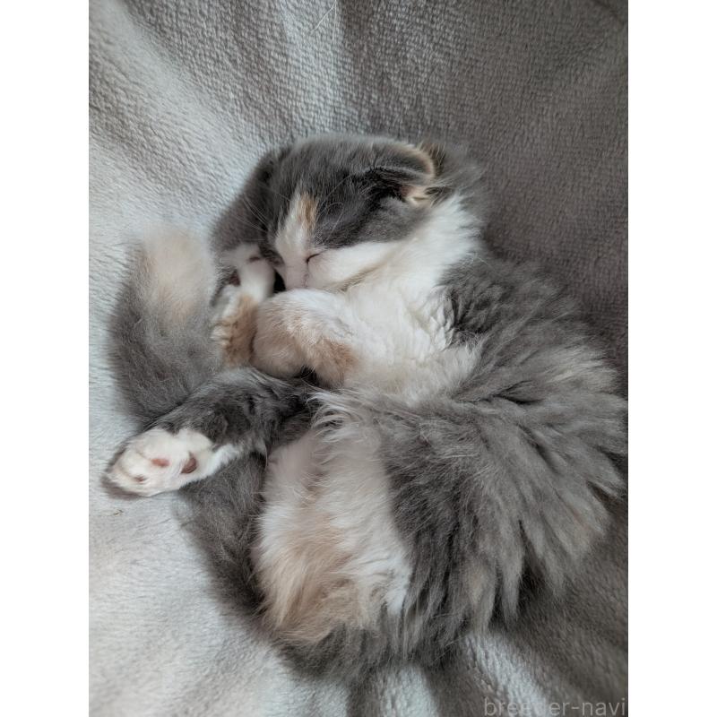 販売中の大阪府のスコティッシュフォールド(折れ耳)-129531の3枚目