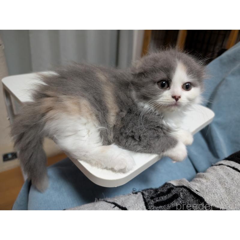 販売中の大阪府のスコティッシュフォールド(折れ耳)-129531の2枚目