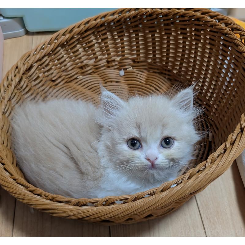 販売中の大阪府のスコティッシュフォールド-133631の5枚目