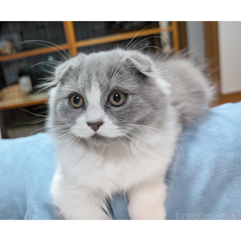 販売中の大阪府のスコティッシュフォールド(折れ耳)-126444の2枚目
